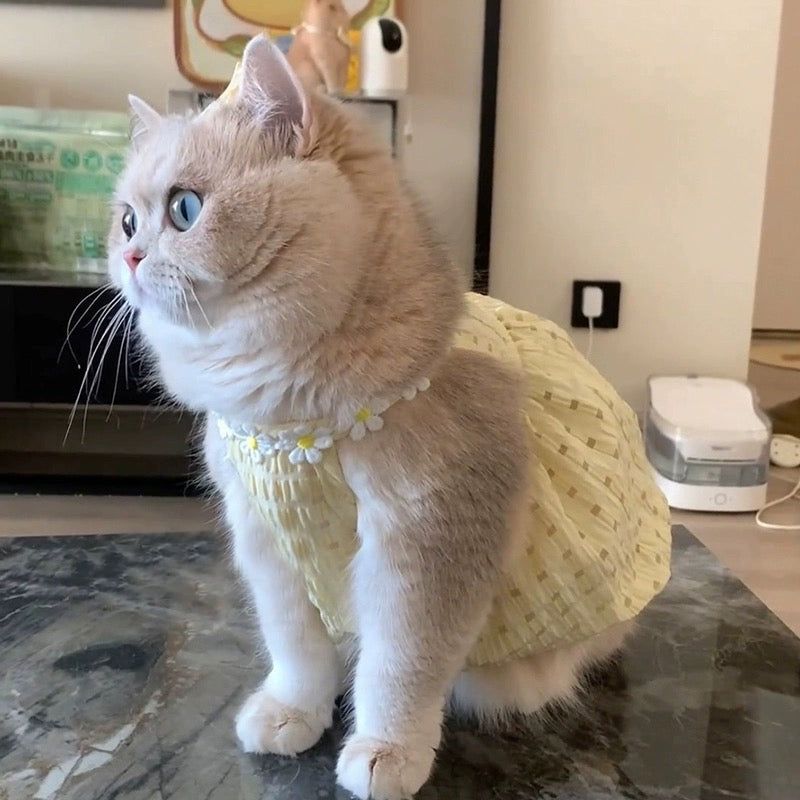 Cat summer clothes small skirt anti-hair loss cute ins golden gradient puppet cat British short summer suspender skirt